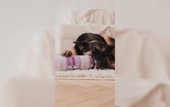 Волковысский мясокомбинат выпустил колбасу для собак. С какими вкусами?