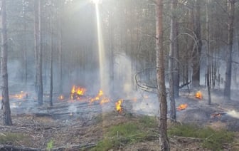 Ликвидация пожара в лесном массиве в Брестской области