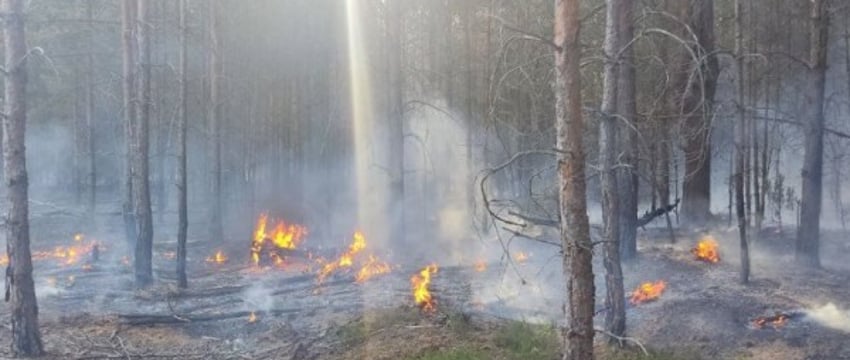 Ликвидация пожара в лесном массиве в Брестской области