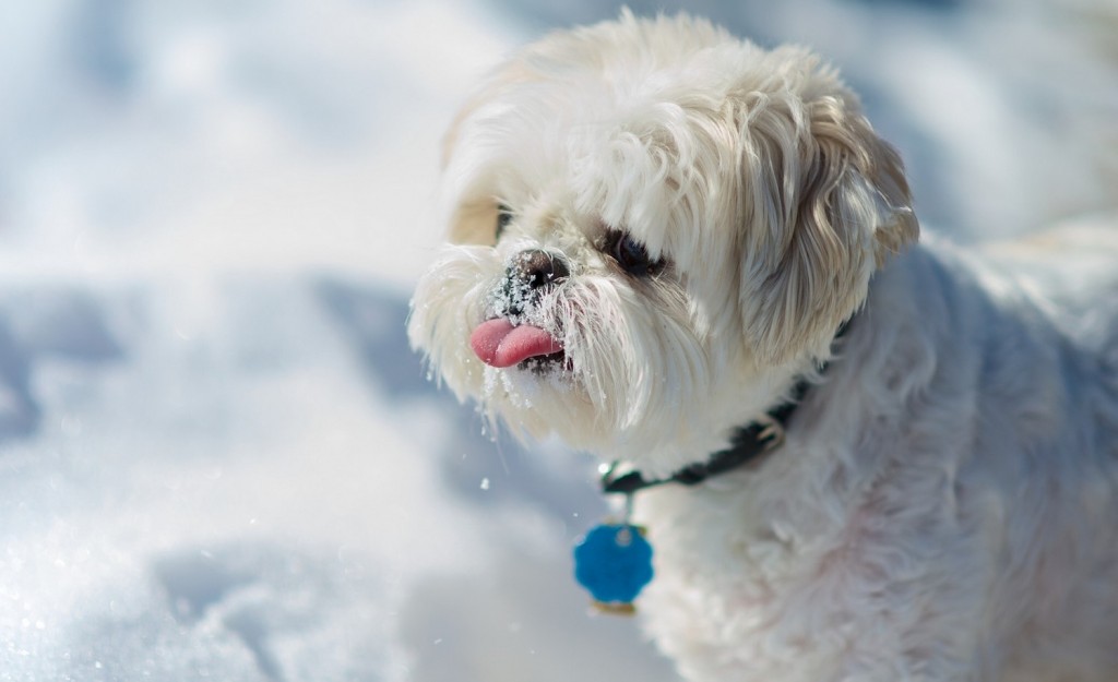 Это фиаско: истории брестчан, которые испортили праздник Нового года
