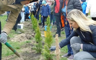 Семьдесят туй зазеленели во дворе СШ № 1 г. Бреста