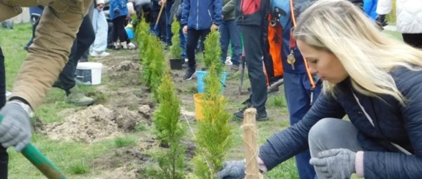 Семьдесят туй зазеленели во дворе СШ № 1 г. Бреста