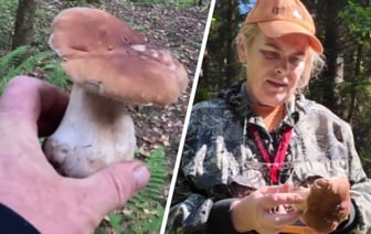 «Боровиком можно отравиться» — Белорусский грибник показала, когда нельзя собирать даже крепкие белые без червей — Видео