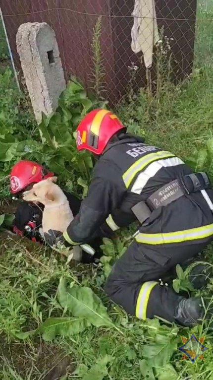 В Пружанском районе спасли собаку, которая провалилась в колодец