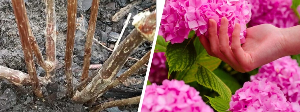 Подкормите гортензии после зимы этим — и они будут цвести красиво и пышно. Когда начинать? — Полезно