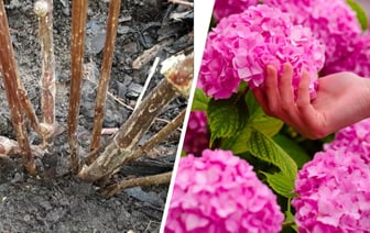 Подкормите гортензии после зимы этим — и они будут цвести красиво и пышно. Когда начинать? — Полезно