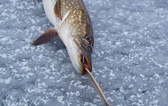 Трое в лодке и 6 кг рыбы. В Гомеле задержали браконьеров