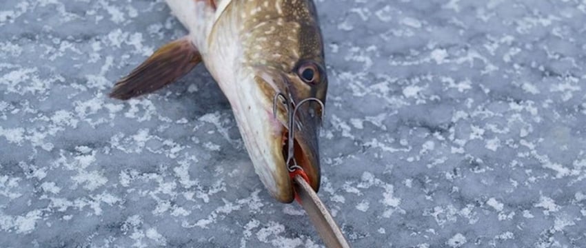 Трое в лодке и 6 кг рыбы. В Гомеле задержали браконьеров