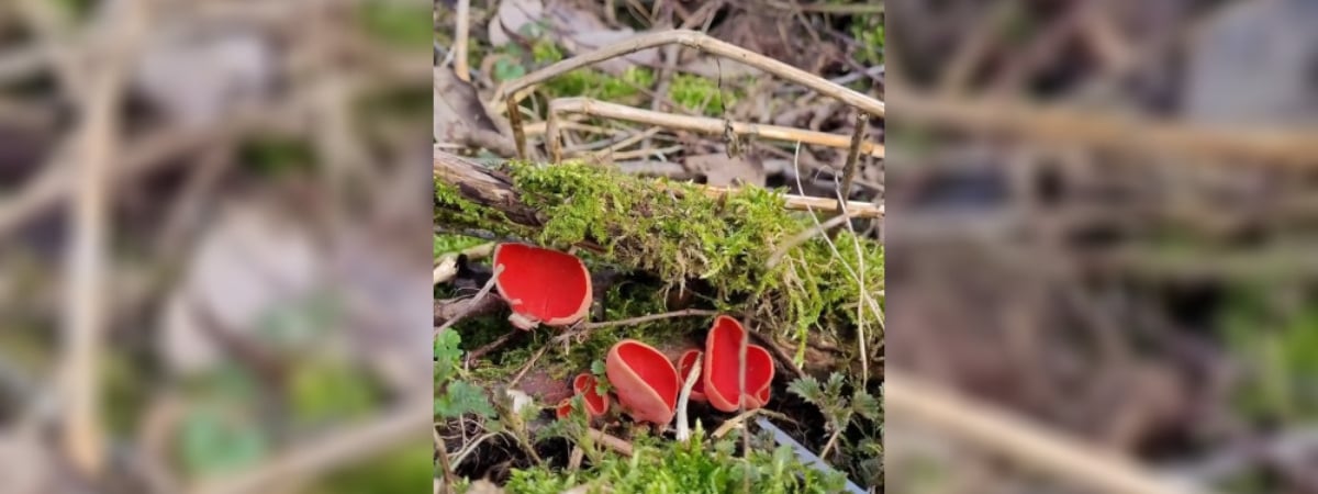 «Уже вымахали!» — Сезон этих «волшебно красивых» грибов в Беларуси скоро закончится — Видео