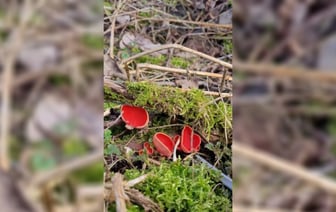 «Уже вымахали!» — Сезон этих «волшебно красивых» грибов в Беларуси скоро закончится — Видео