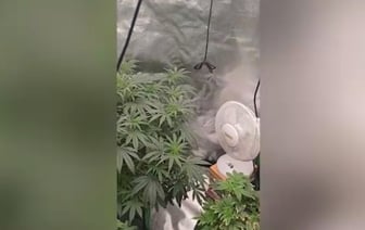 В квартире покойной бабушки минчанин растил марихуану