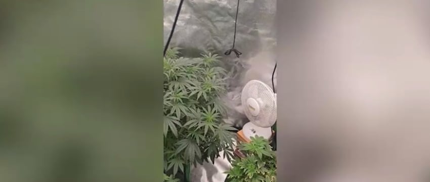 В квартире покойной бабушки минчанин растил марихуану