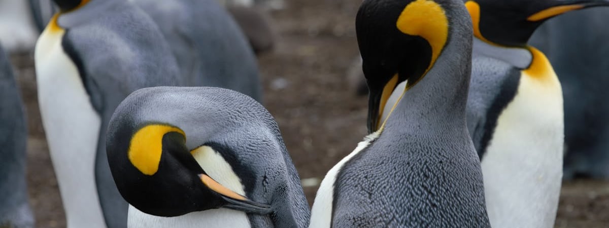 В Беларуси запретили рыбалку на судака