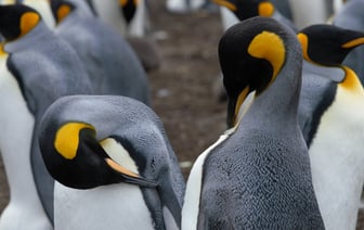 В Беларуси запретили рыбалку на судака