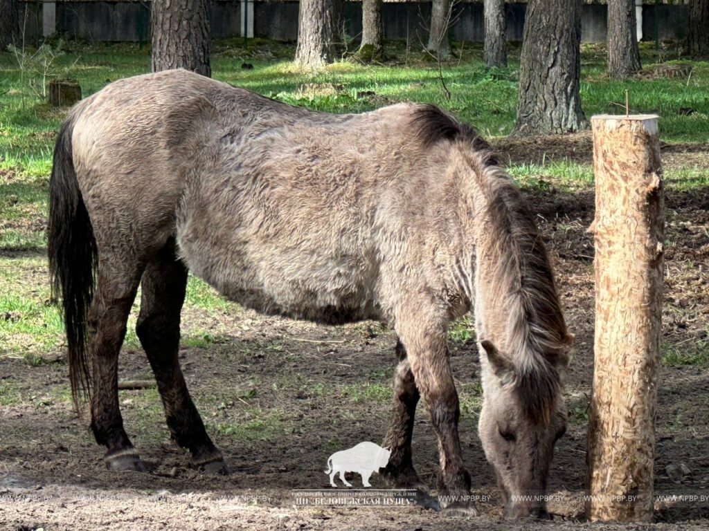 Тарпановидные лошади появились в вольерах Беловежской пущи