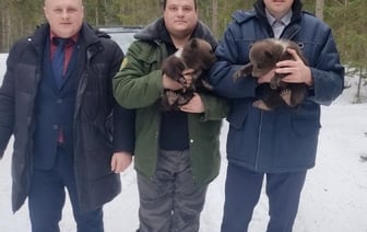 Медвежат в возрасте 1-1.5 месяца нашли в лесу в Витебском районе. Посмотрите видео