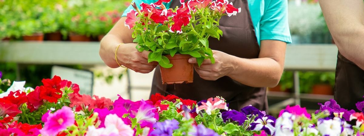 Как белорусам вырастить пышную петунию? Сделайте так — и она будет цвести всё лето — Полезно