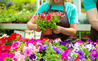 Как белорусам вырастить пышную петунию? Сделайте так — и она будет цвести всё лето — Полезно