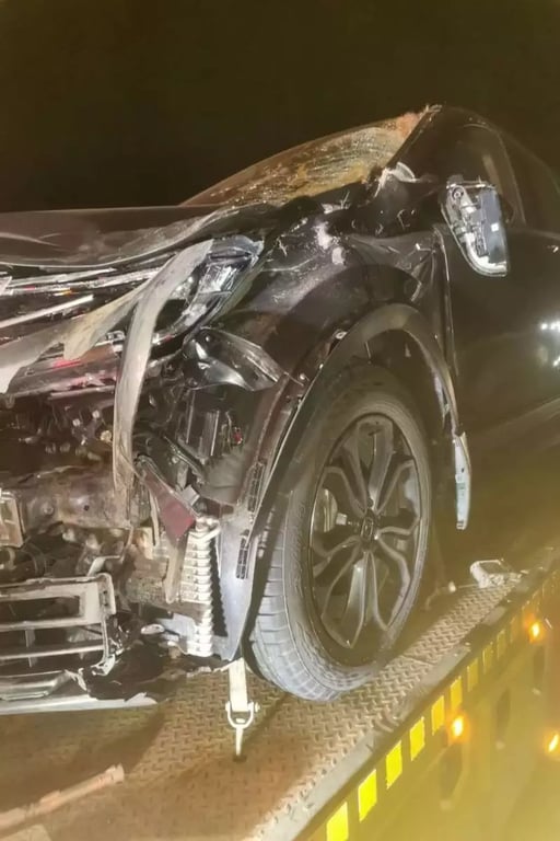 На М1 сбили медведя