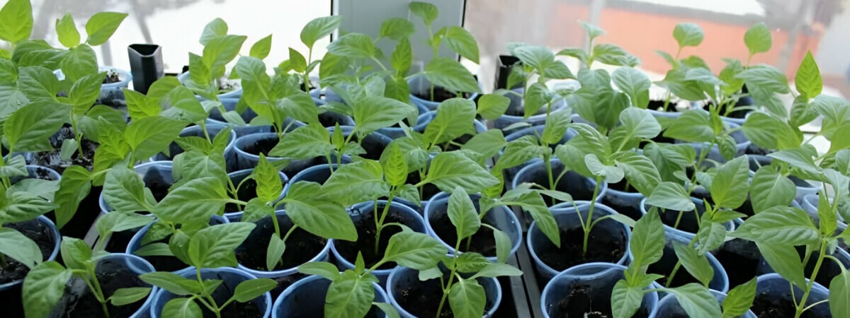 Когда белорусам сеять перец на рассаду в 2024 году? Отметьте в календаре эти даты — Полезно