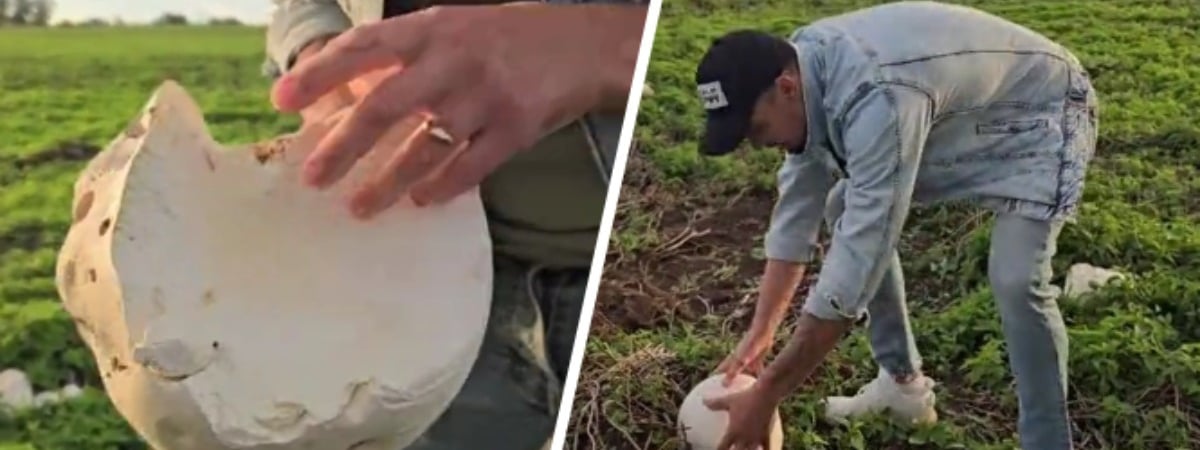 В TikTok показали гриб, который напоминает «гигантскую моцареллу». Что это за вид и можно ли найти в Беларуси? — Видео