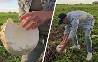 В TikTok показали гриб, который напоминает «гигантскую моцареллу». Что это за вид и можно ли найти в Беларуси? — Видео