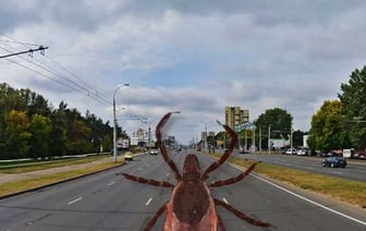 Клещи активизировались в Брестской области