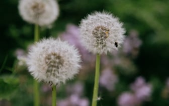 В Гомеле на 9 мая на площадь впервые выведут военную технику