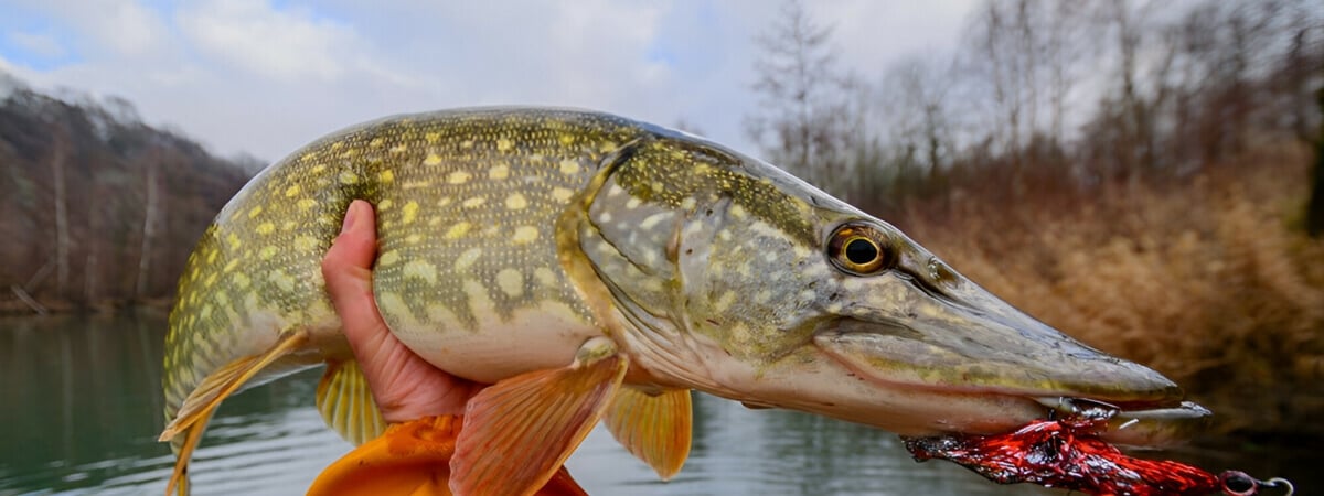 На что ловить щуку осенью? Вот где белорусам стоит искать «зубастую» в начале и конце сезона — Полезно