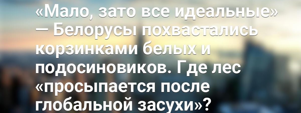 «Мало, зато все идеальные» — Белорусы похвастались корзинками белых и подосиновиков. Где лес «просыпается после глобальной засухи»? — Видео