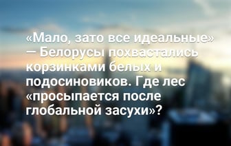 «Мало, зато все идеальные» — Белорусы похвастались корзинками белых и подосиновиков. Где лес «просыпается после глобальной засухи»? — Видео