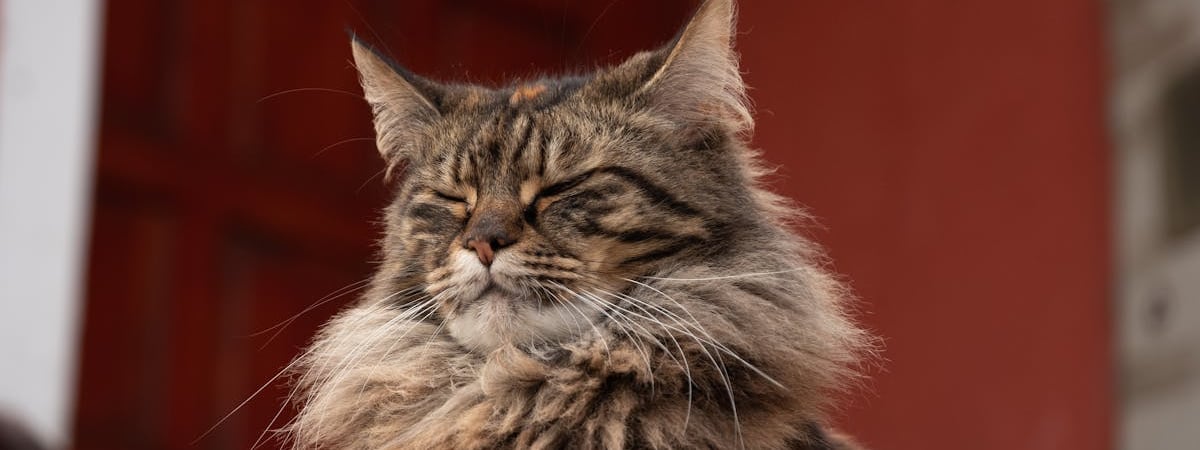 ГИБДД России вернули название, придуманное около 90 лет назад