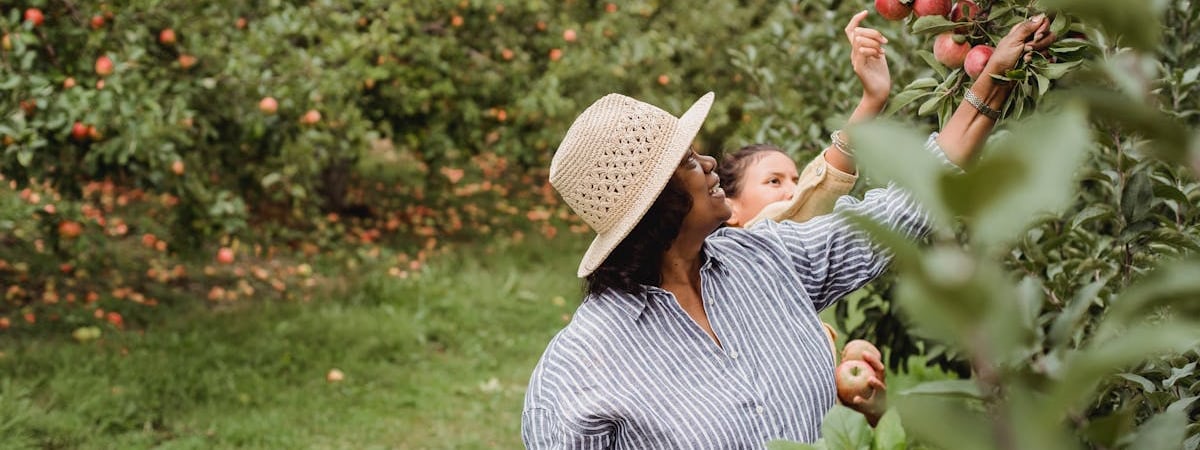 Массово опадают незрелые яблоки? Вот что срочно нужно сделать, чтобы совсем не остаться без урожая — Полезно