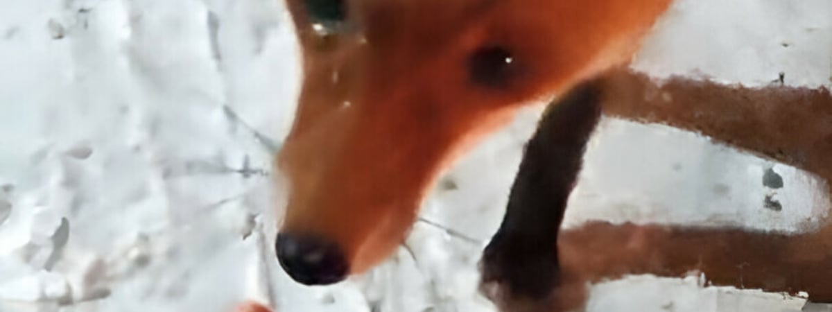 На белорусской границе появилась лиса-попрошайка — Видео