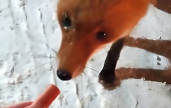 На белорусской границе появилась лиса-попрошайка — Видео