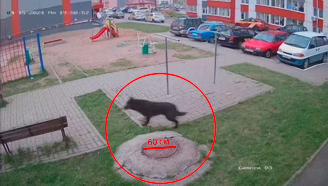 Зверь, похожий на волка, в одном из дворов Витебска