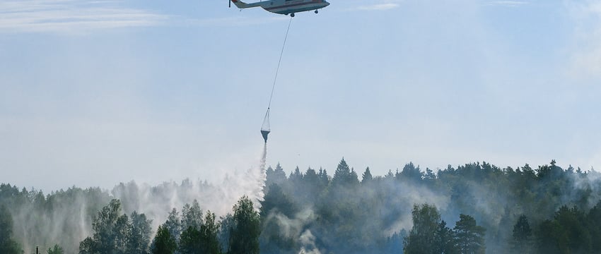 Ограничение посещения лесов в районах Витебщины