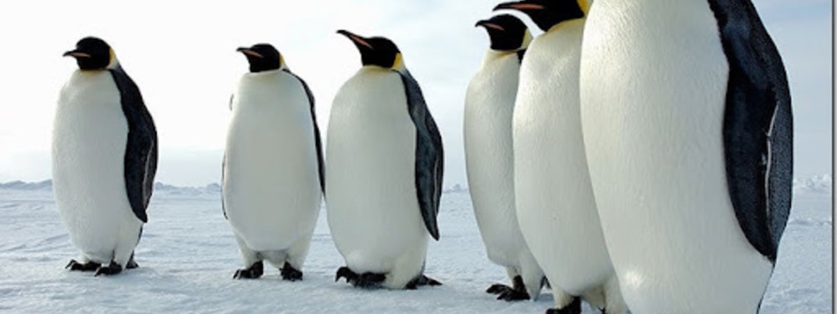 «Готов заниматься большой дипломатией хоть с полярниками, хоть с пингвинами»