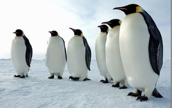 «Готов заниматься большой дипломатией хоть с полярниками, хоть с пингвинами»