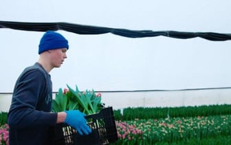 Как парень из Брестской области делает бизнес на тюльпанах