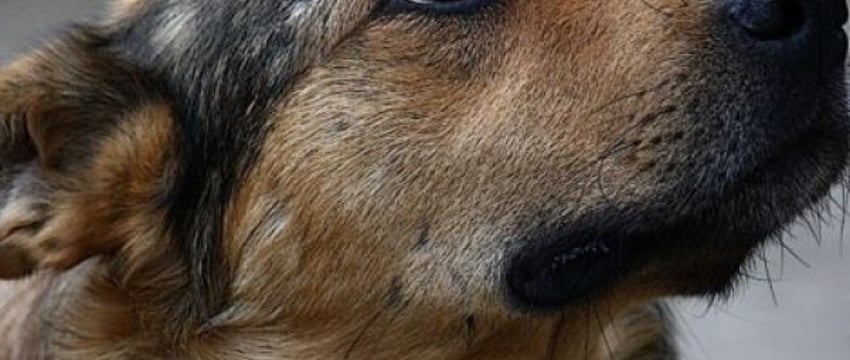 В Беларуси мужчина выбросил собаку с 7 этажа — она погибла. Суд вынес приговор