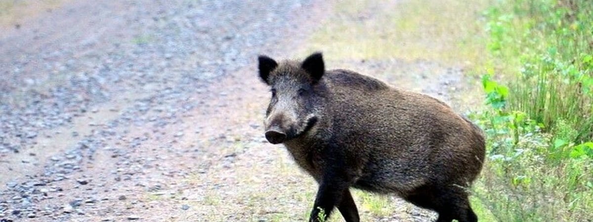 В Гродно в жилом районе автомобиль разбил кабан