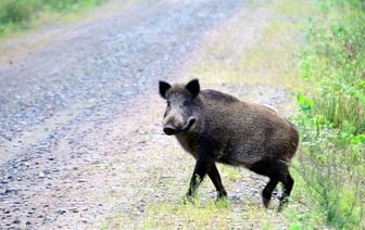 В Гродно в жилом районе автомобиль разбил кабан