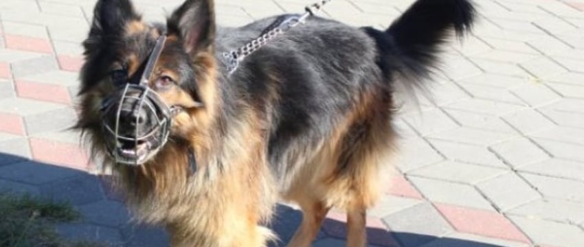 «С питомцами в магазин нельзя, но есть исключение». Разбираемся в нюансах нового закона о животных