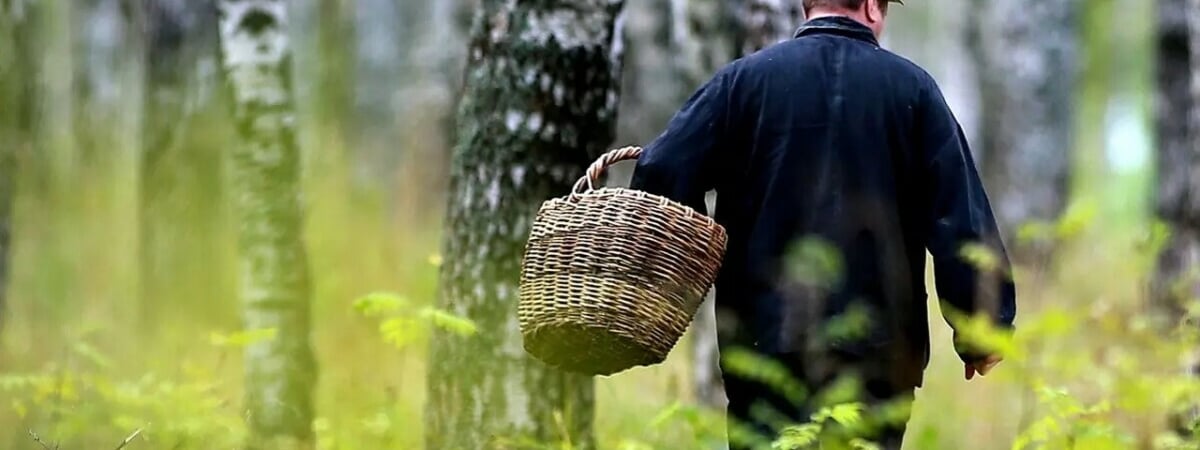 Ограничения на посещение лесов в Беларуси