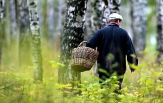 Ограничения на посещение лесов в Беларуси
