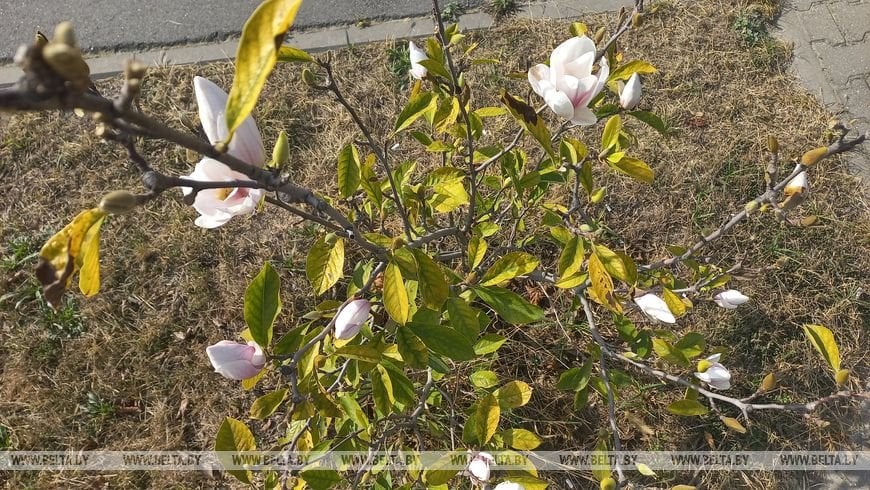 В Бресте второй раз за год зацвела магнолия