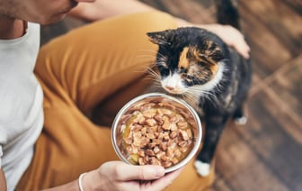 Большинство людей неправильно кормят своих котов? Эксперты объяснили, сколько грамм корма давать на самом деле — Полезно