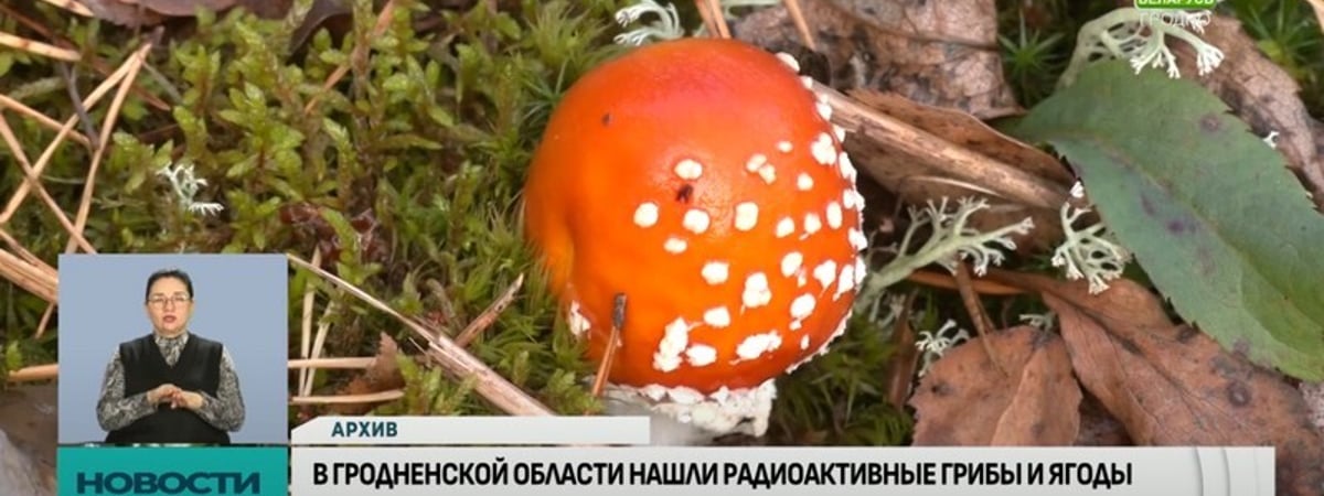 В двух районах Беларуси нашли радиоактивные грибы и ягоды