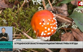 В двух районах Беларуси нашли радиоактивные грибы и ягоды